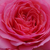Rózsaszín - Virágágyi floribunda rózsa - First Edition